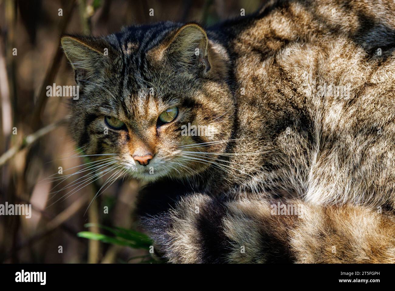 Scottish Wildcat [ Felis silvestris ] captive animal at the Westcountry Wildlife Photography Centre in Devon Stock Photo