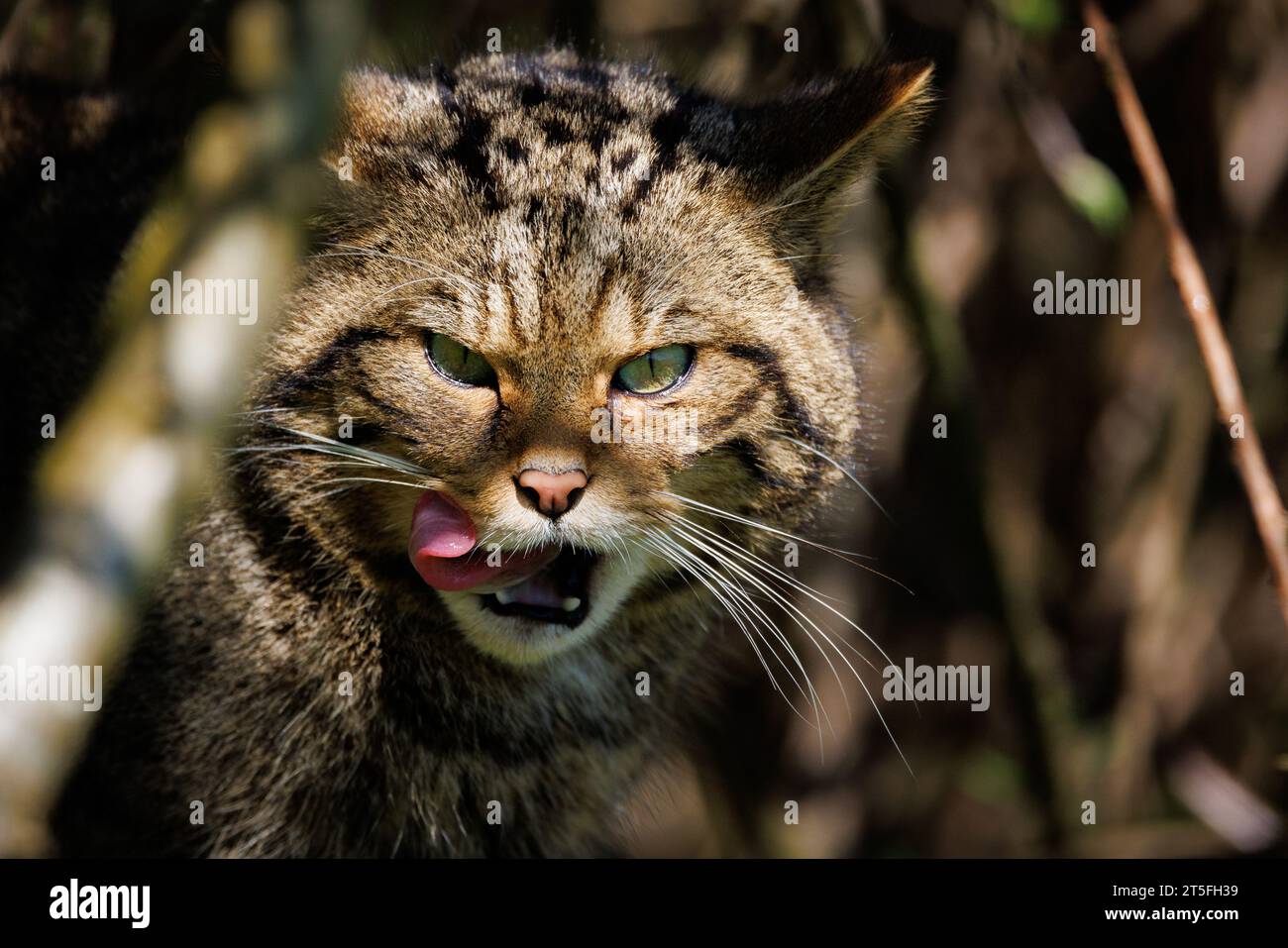 Scottish Wildcat [ Felis silvestris ] captive animal at the Westcountry Wildlife Photography Centre in Devon Stock Photo