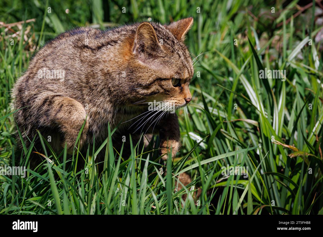Scottish Wildcat [ Felis silvestris ] captive animal at the Westcountry Wildlife Photography Centre in Devon Stock Photo