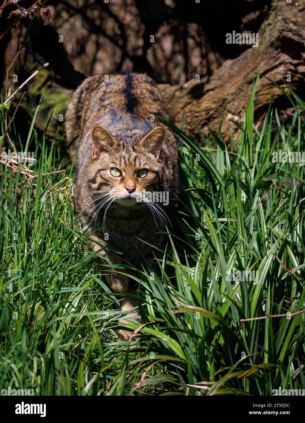 Scottish Wildcat [ Felis silvestris ] captive animal at the Westcountry Wildlife Photography Centre in Devon Stock Photo