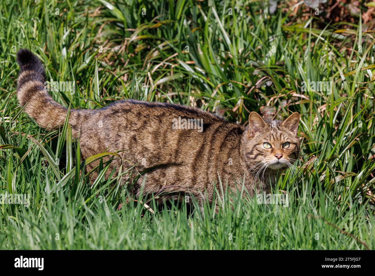 Scottish Wildcat [ Felis silvestris ] captive animal at the Westcountry Wildlife Photography Centre in Devon Stock Photo