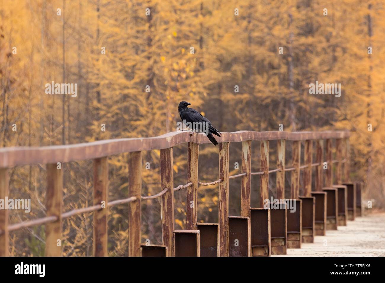 A black raven sits on an old metal fence against the background of a yellow autumn forest Stock Photo