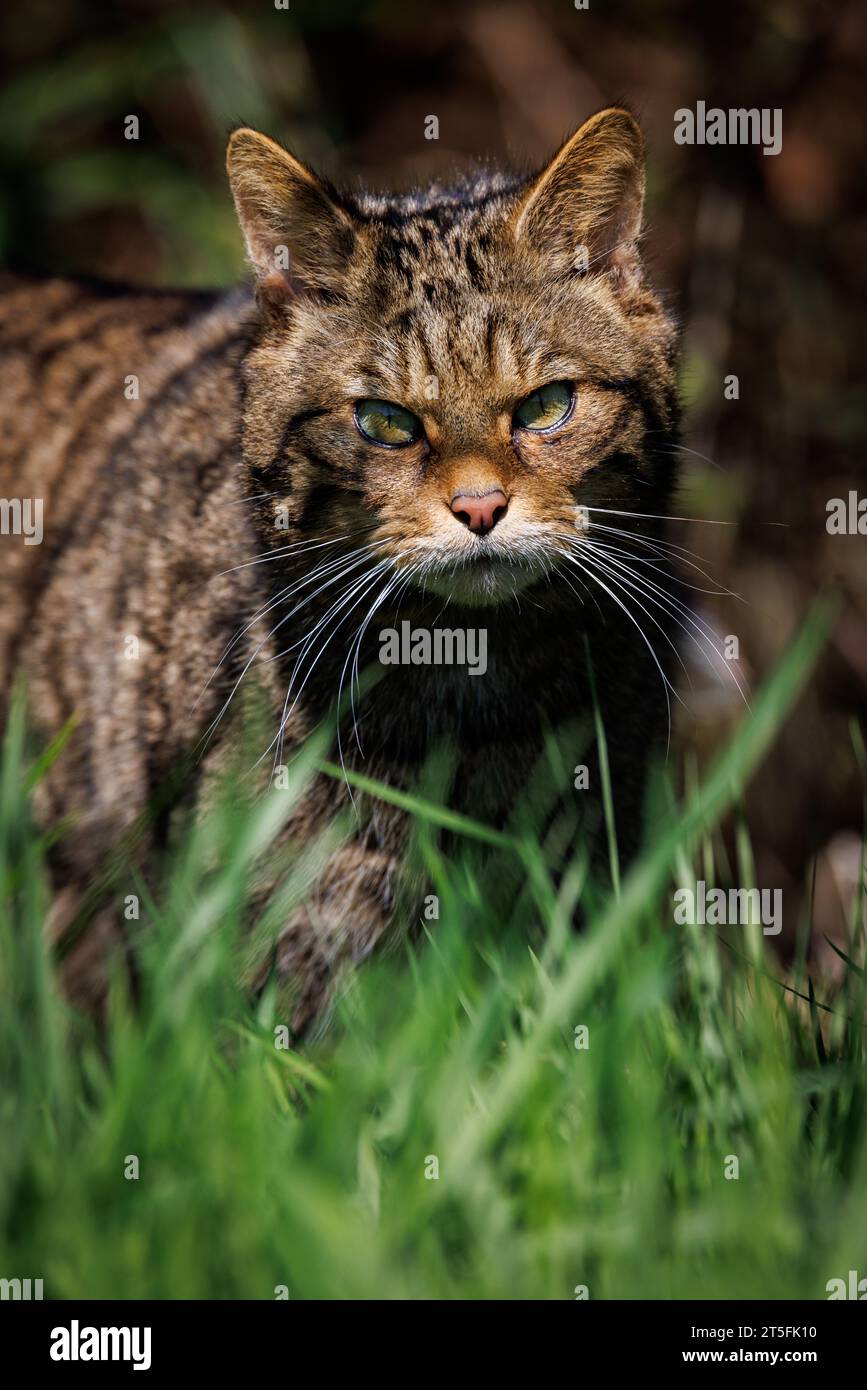 Scottish Wildcat [ Felis silvestris ] captive animal at the Westcountry Wildlife Photography Centre in Devon Stock Photo