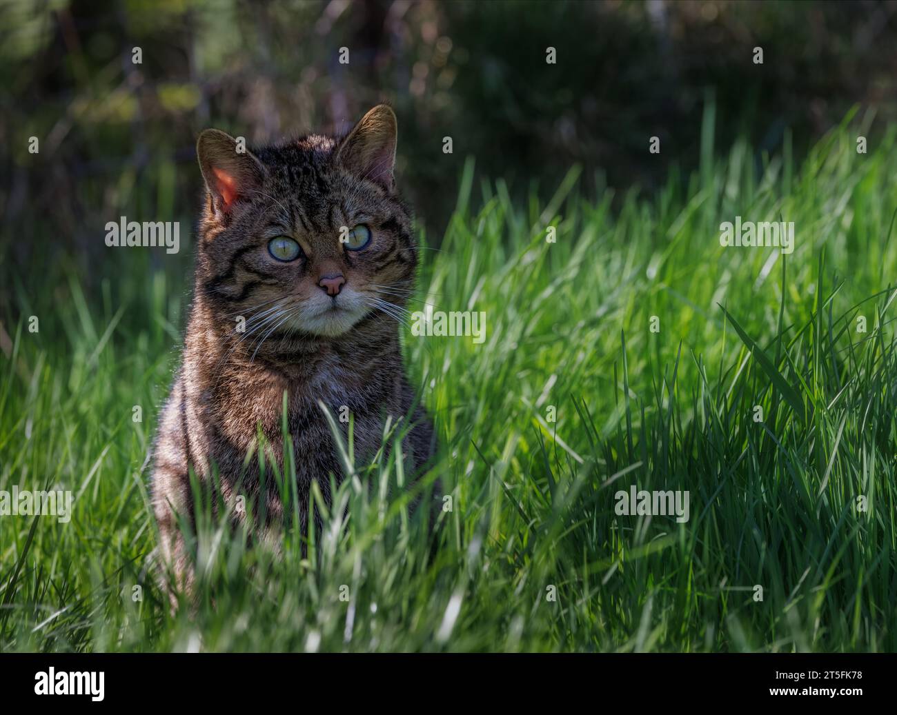 Scottish Wildcat [ Felis silvestris ] captive animal at the Westcountry Wildlife Photography Centre in Devon Stock Photo