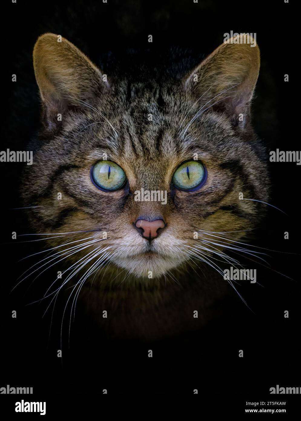 Scottish Wildcat [ Felis silvestris ] captive animal at the Westcountry Wildlife Photography Centre in Devon Stock Photo