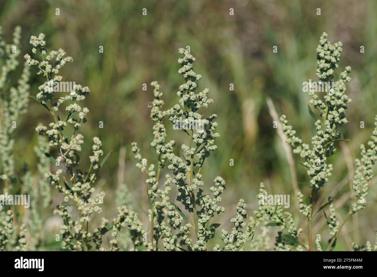 Flowering Chenopodium album (lamb's quarters, melde, goosefoot, wild spinach, fat-hen, white goosefoot). Family Amaranthaceae. Late summer, September, Stock Photo