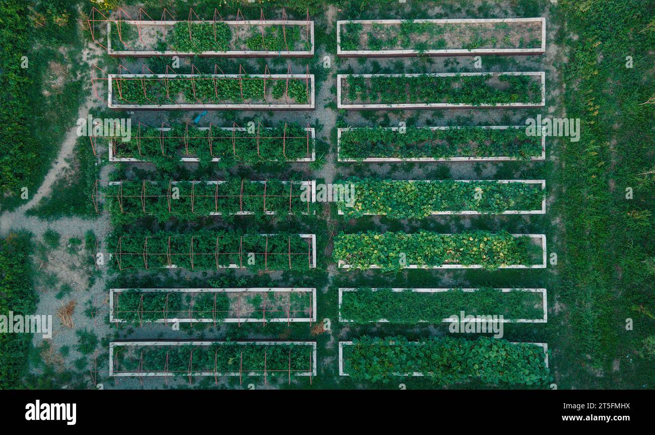 Separate boxes with agricultural crops. View from a drone. Growing plants Stock Photo
