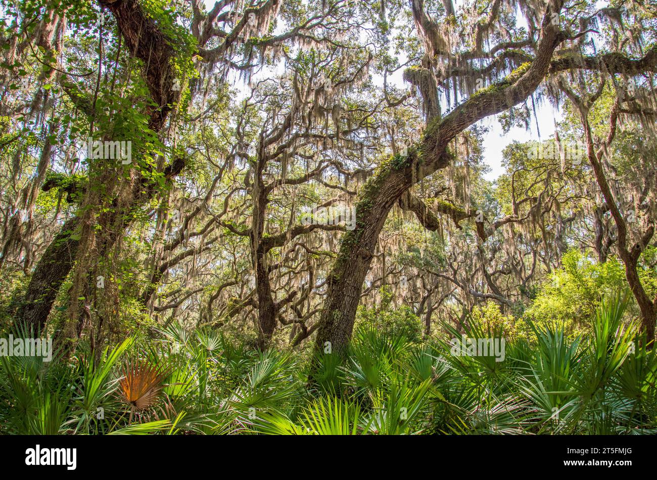 live oaks on cumberland Island National Seashore Stock Photo Alamy