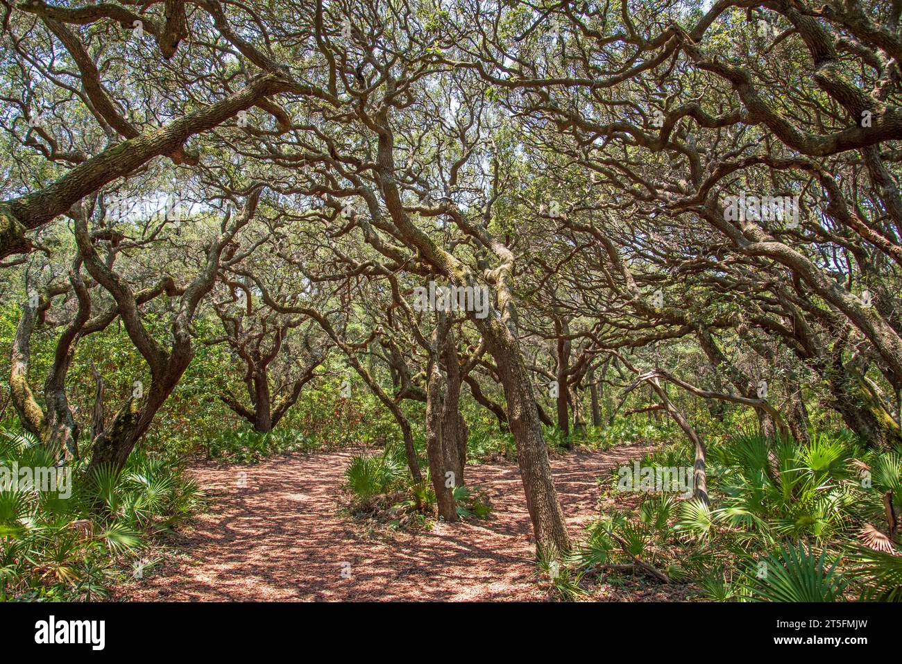 live oaks on cumberland Island National Seashore Stock Photo Alamy
