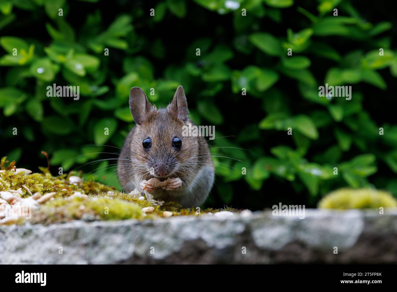 Wood mouse/field mouse [ Apodemus sylvaticus ] feeding on seeds left on