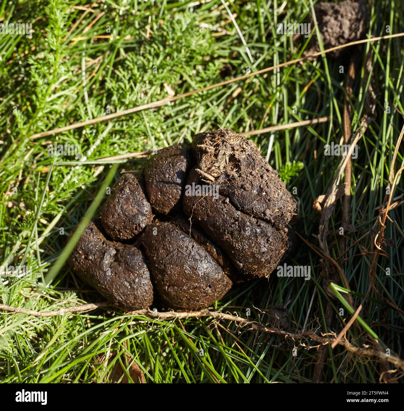 Horse excrement, which becomes fertilizer on the field. Stock Photo