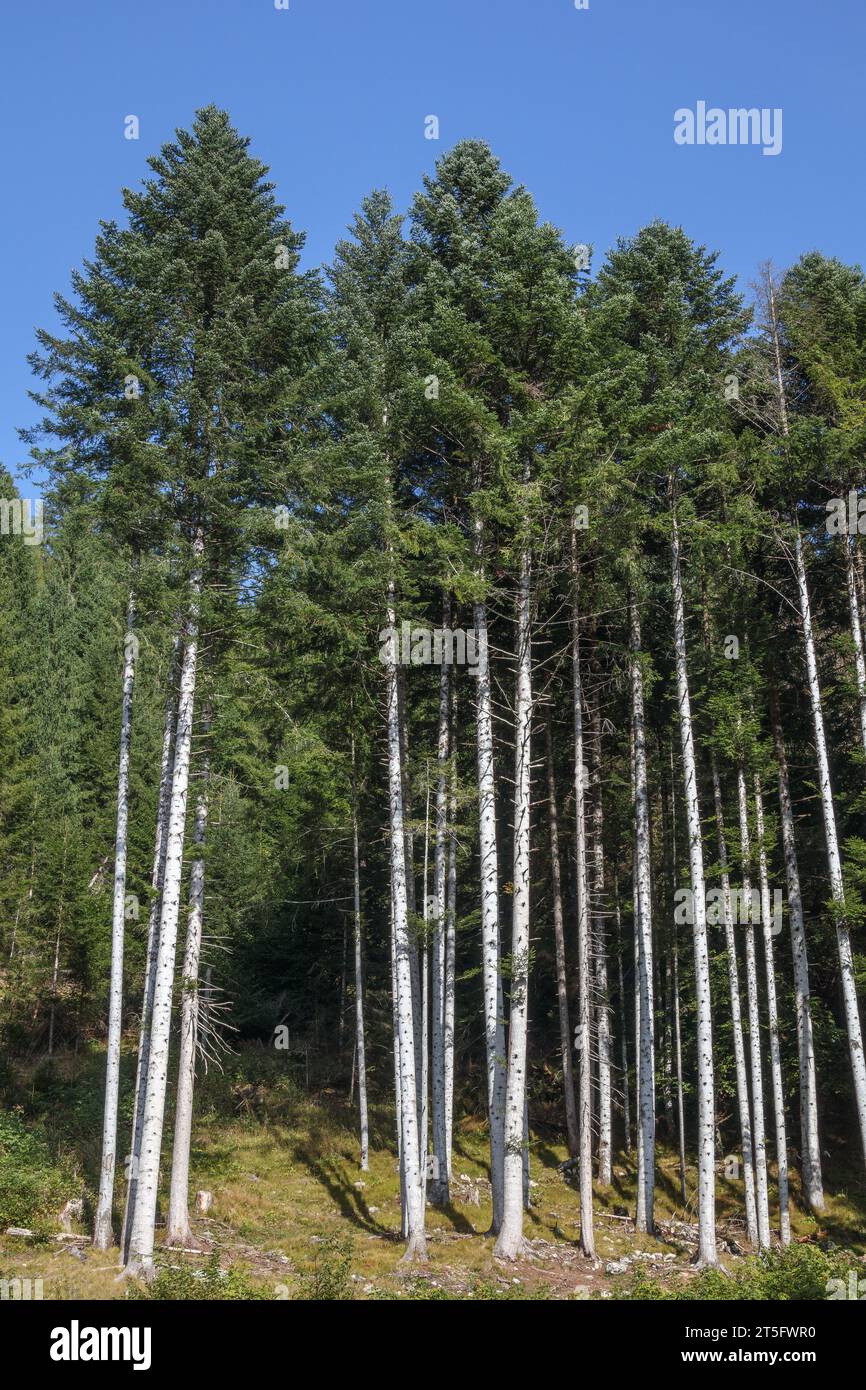 White fir woods (Abies alba). Trees with self-pruning on the trunk. Mountain vegetation. Val Canali, Trentino, Italian Alps. Europe. Stock Photo