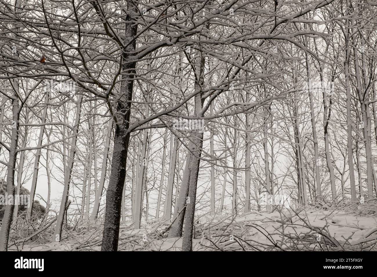 Forest of snowy oak trees in the forest on a cold day in nature Stock ...
