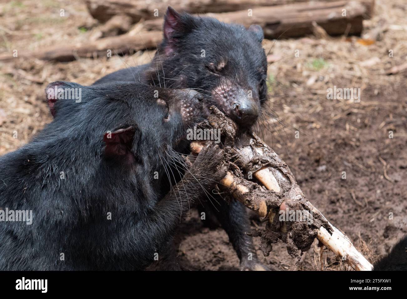 Tasmanian Devils at the Aussie Ark animal sanctuary. Aussie Ark is ...