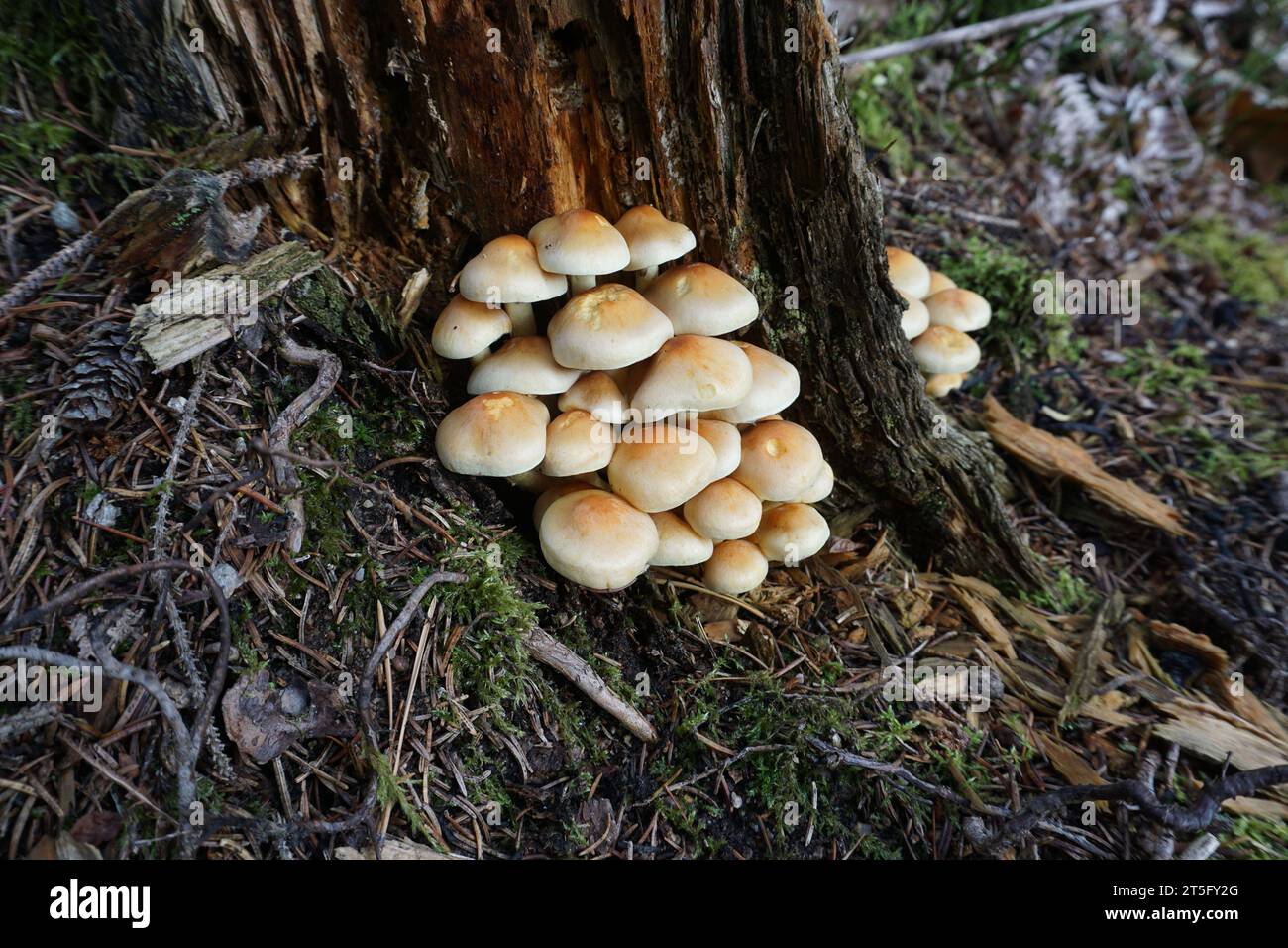 Sulphur tuft mushroom in the forest Stock Photo