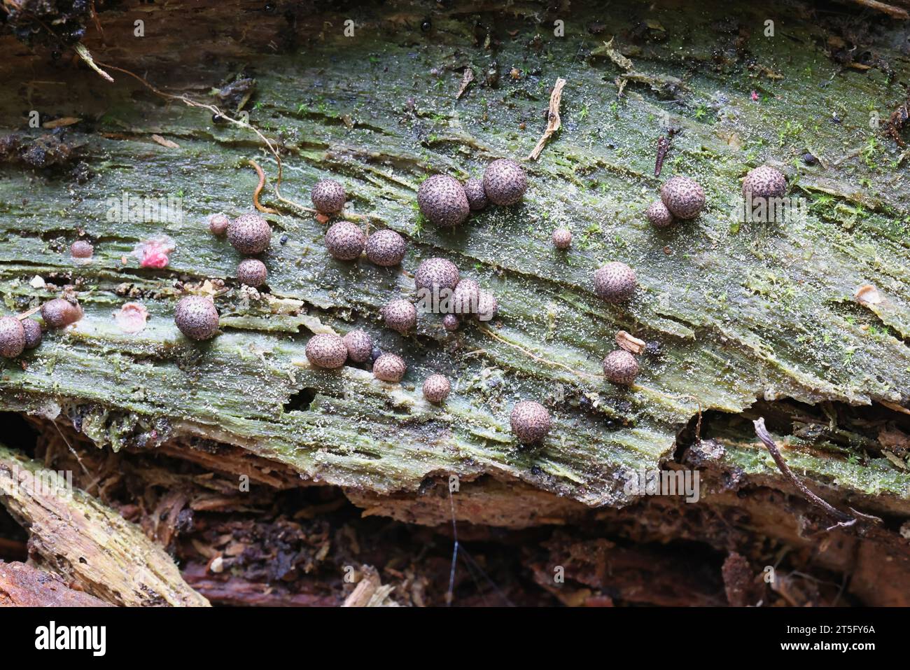 Lycogala roseosporum, a species of wolf's milk, slime mold from Finland Stock Photo