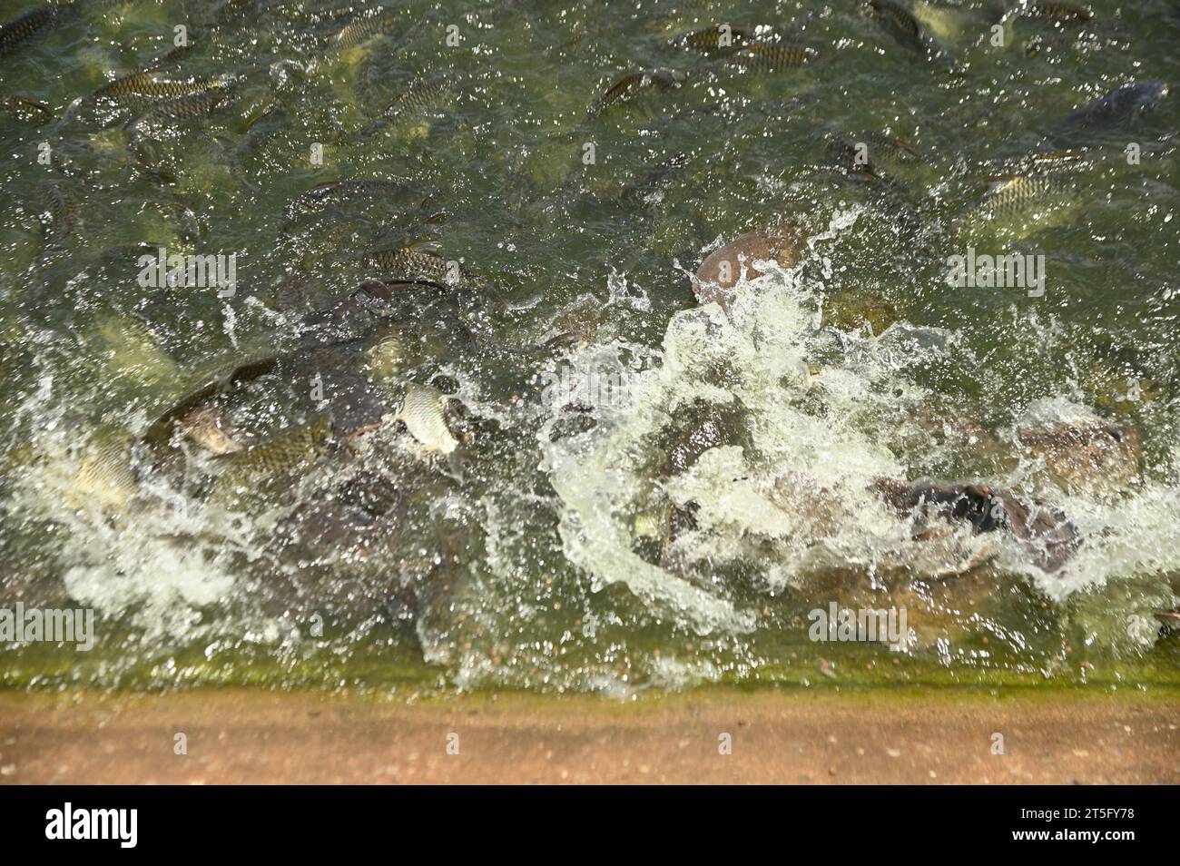 Texture or background of group Pangasius and catfish in the pond is fighting for food. that tourists throw. Stock Photo