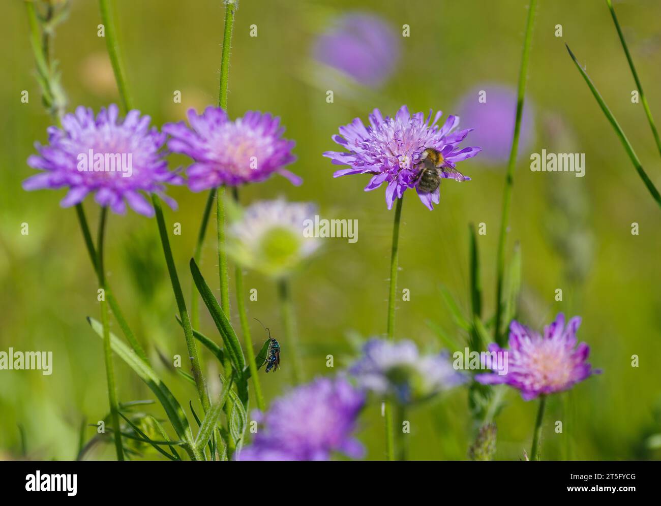 purple blooming Field Scabious or Knautia arvensis flowers Stock Photo