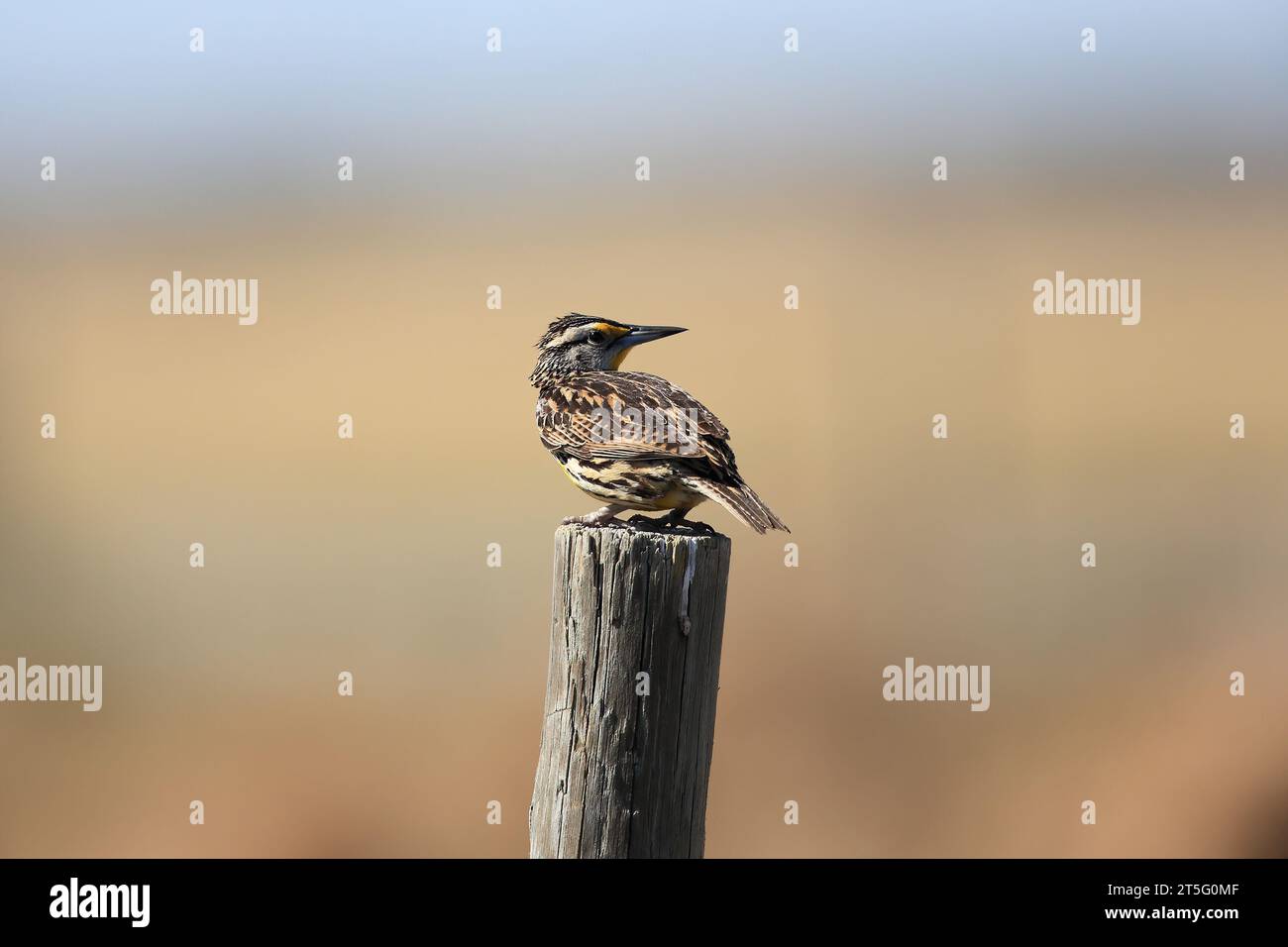 Eastern Meadowlark, Sturnella magna, Florida,USA Stock Photo