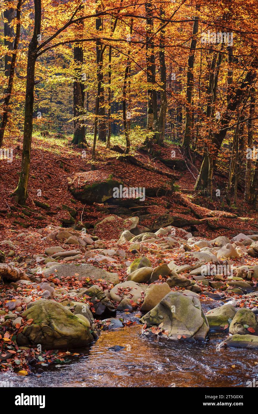 narrow water stream in the forest. stones on the shore covered in fall foliage. beautiful nature background in autumn Stock Photo