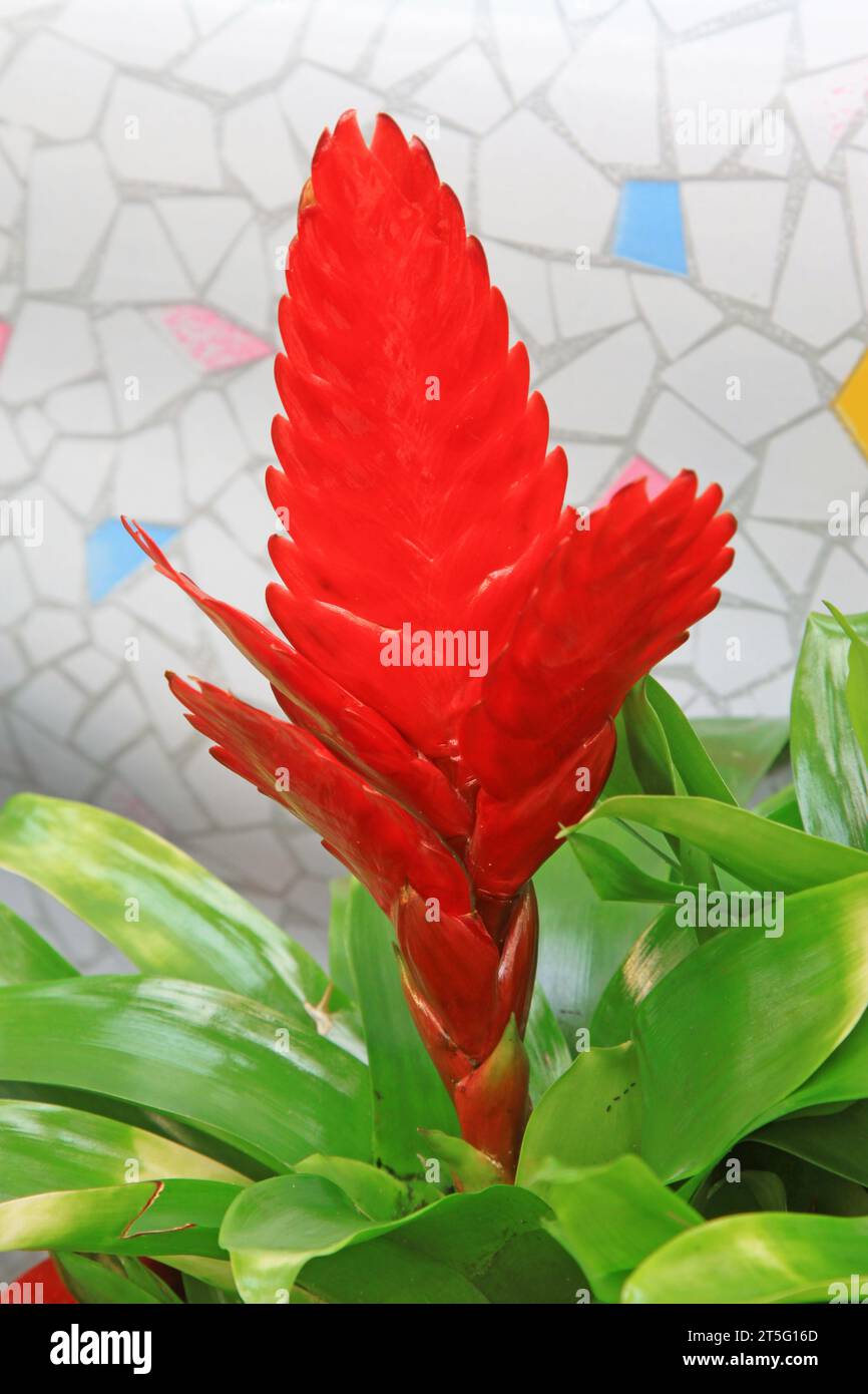 pineapple flowers in a garden, closeup of photo Stock Photo