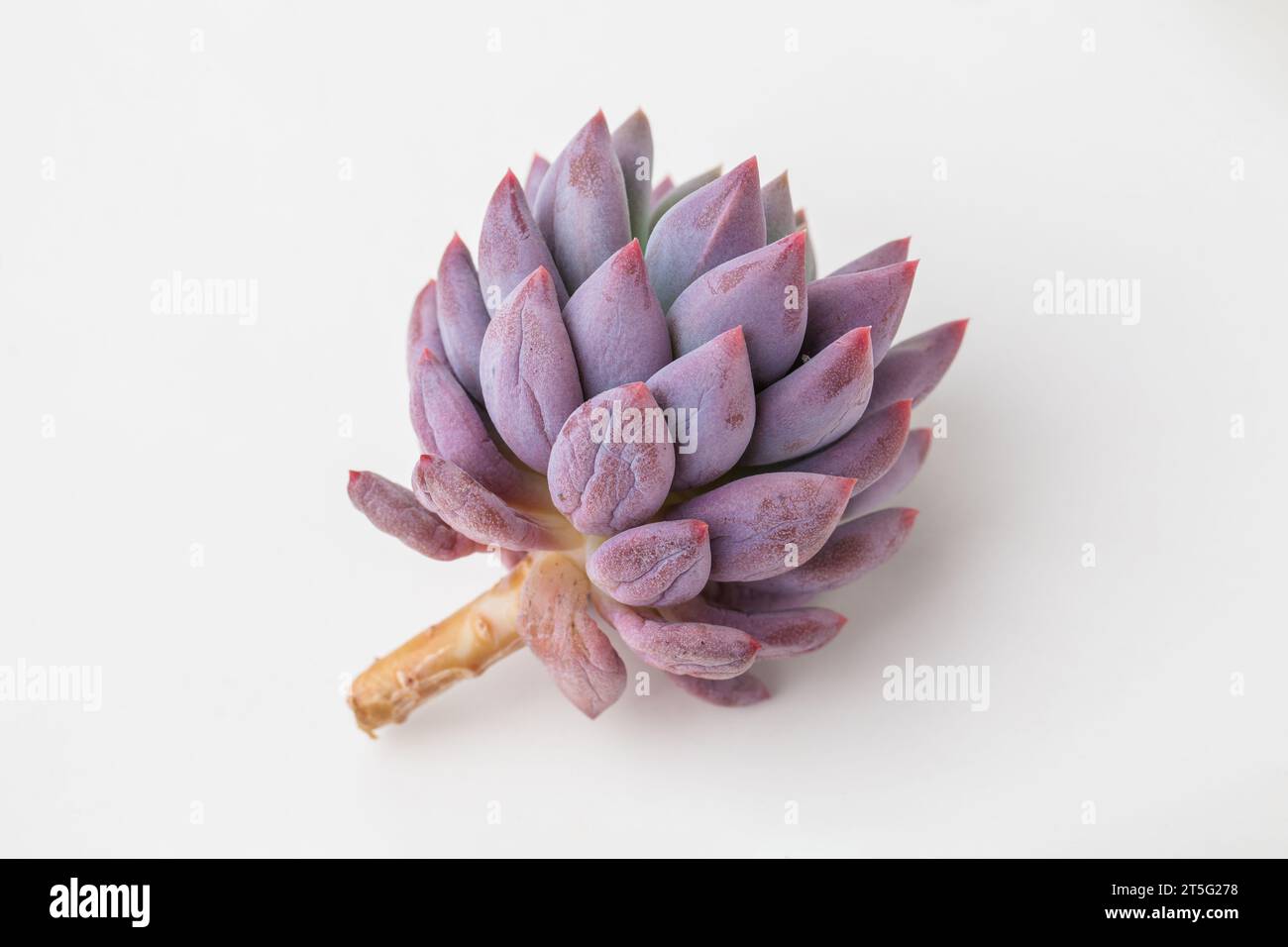 Pachyphytum angel fingers succulent houseplant on white background Stock Photo