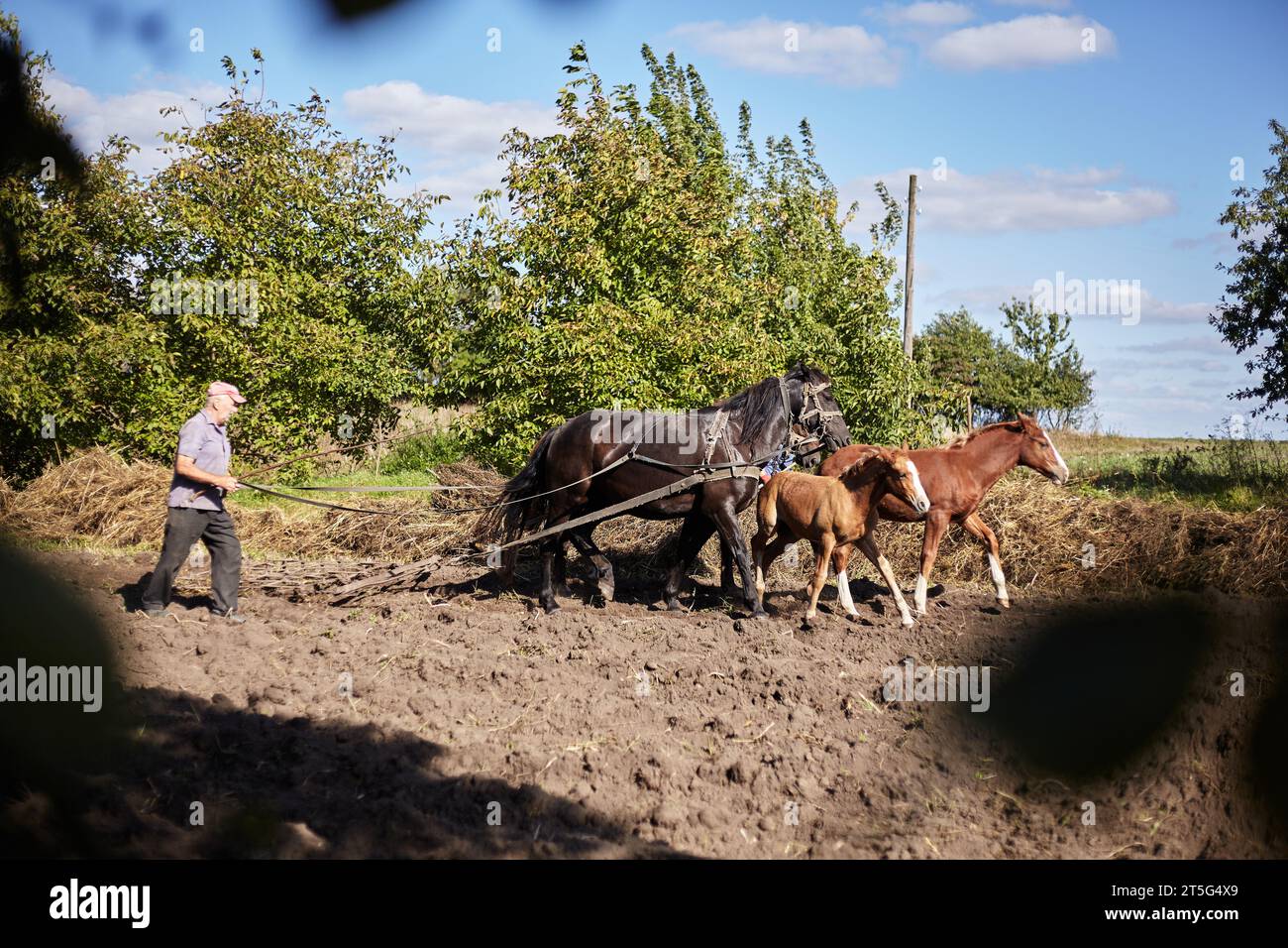 Harrowing the land, loosening the soil Stock Photo Alamy
