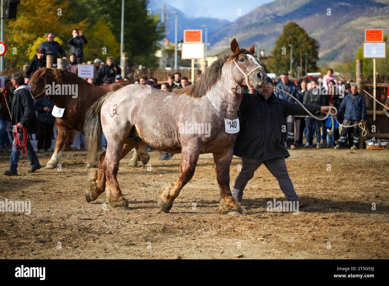Fira del Cavall de Puigcerdà 2023 (Puigcerdà Horse Fair 2023). La Cerdanya, Girona, Catalonia, Spain, Southern Europe. Livestock, animal fair. Stock Photo