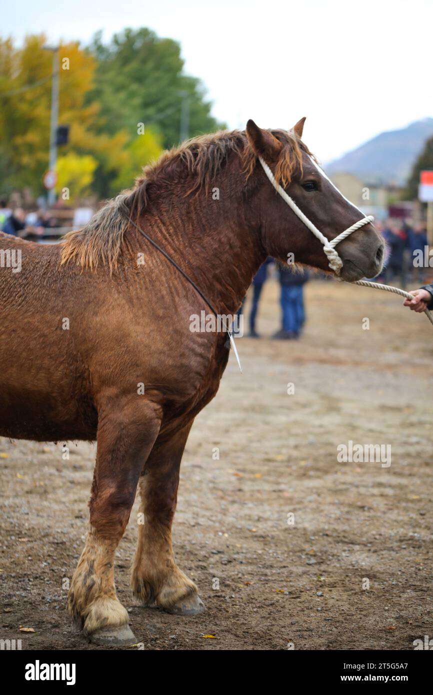 Fira del Cavall de Puigcerdà 2023 (Puigcerdà Horse Fair 2023). La Cerdanya, Girona, Catalonia, Spain, Southern Europe. Livestock, animal fair. Stock Photo