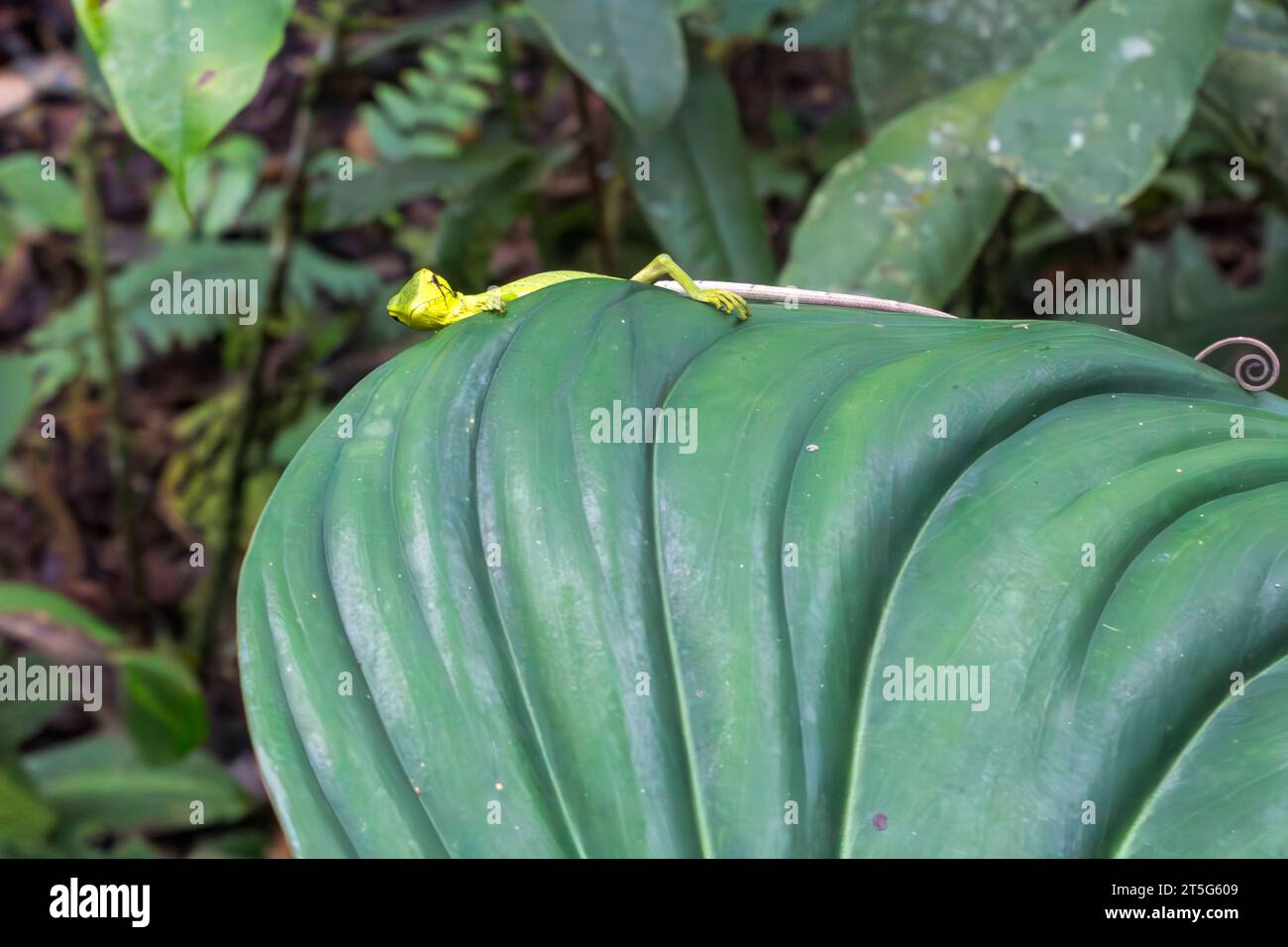 A smoothe-bellied bush anole hiding behind a leaf Stock Photo