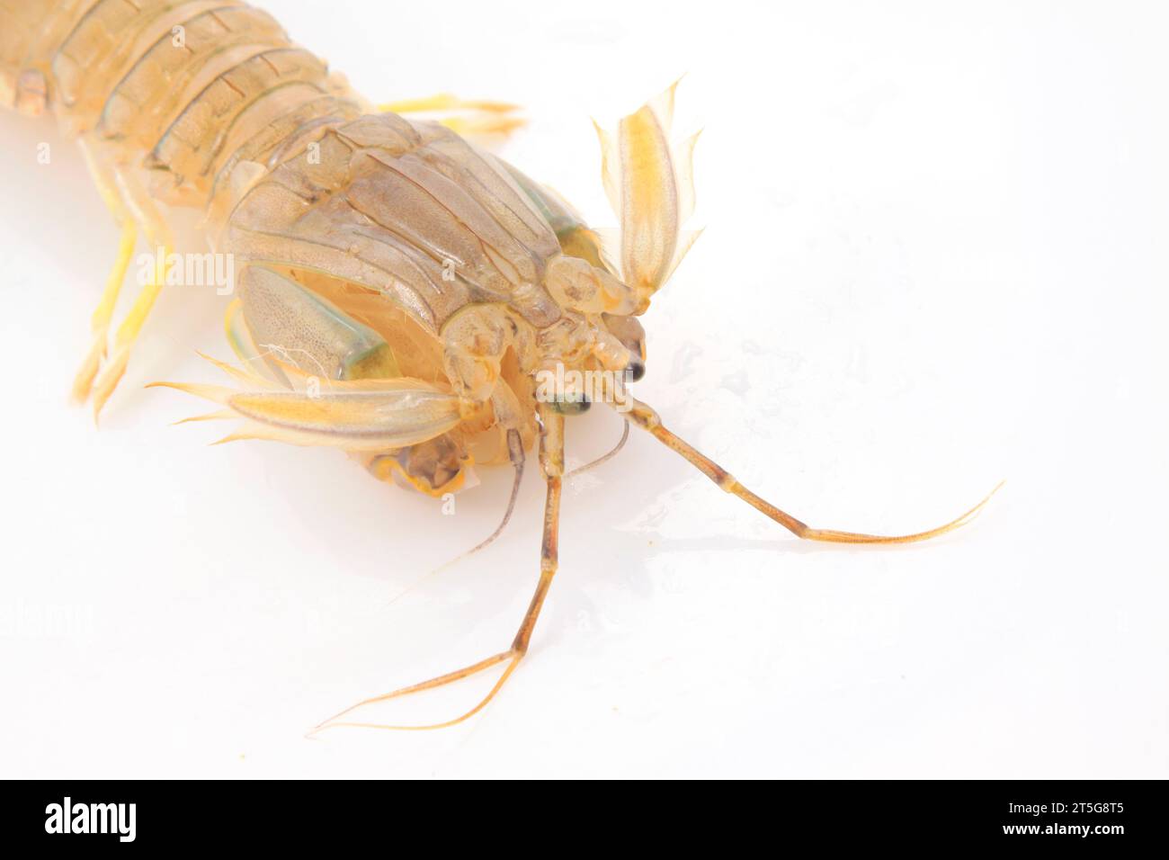 Fresh mantis shrimp on a white background, closeup of photo Stock Photo
