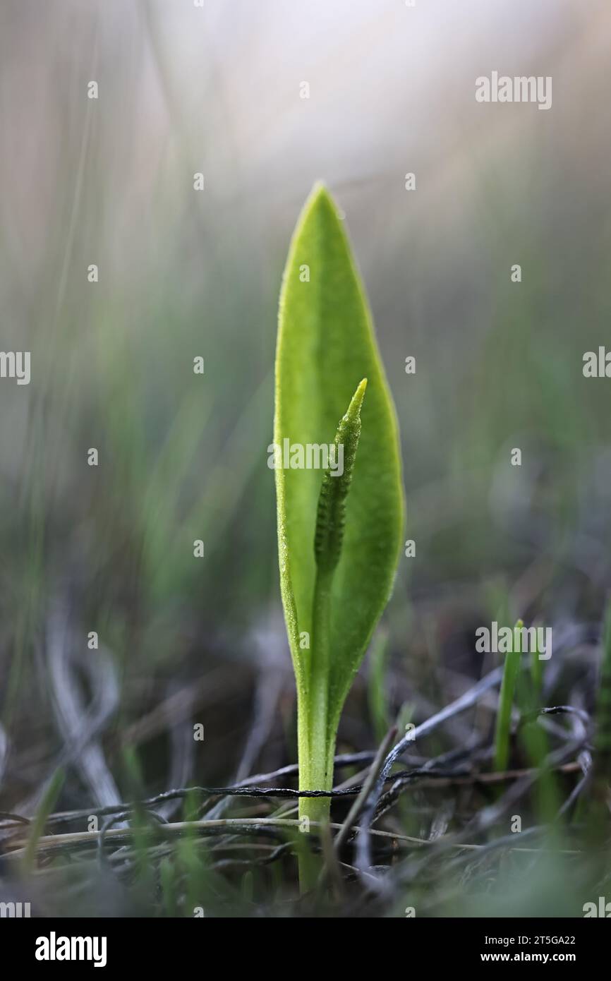 Ophioglossum vulgatum, commonly known as adder's-tongue, southern adders-tongue or adderstongue fern, wild plant from Finland Stock Photo