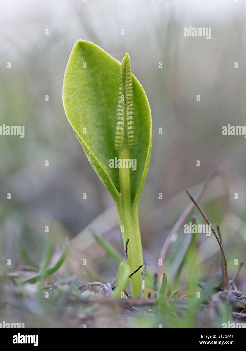 Ophioglossum vulgatum, commonly known as adder's-tongue, southern adders-tongue or adderstongue fern, wild plant from Finland Stock Photo