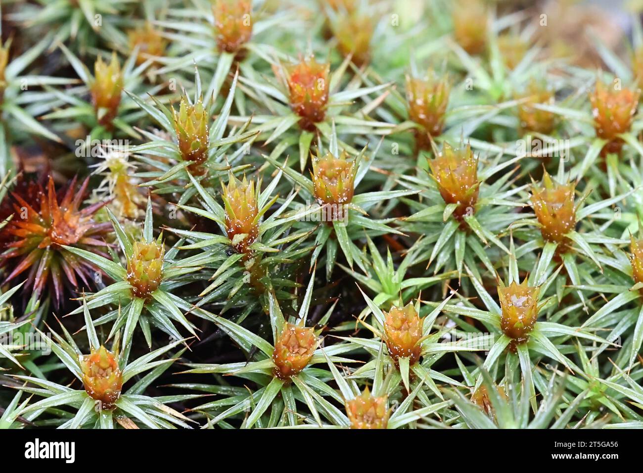 Polytrichum juniperinum, commonly known as juniper haircap or juniper polytrichum moss Stock Photo