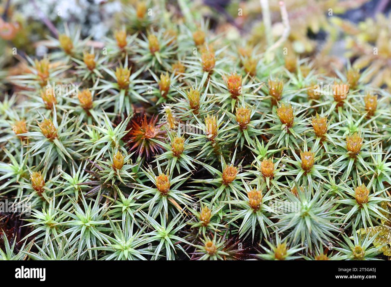 Polytrichum juniperinum, commonly known as juniper haircap or juniper polytrichum moss Stock Photo