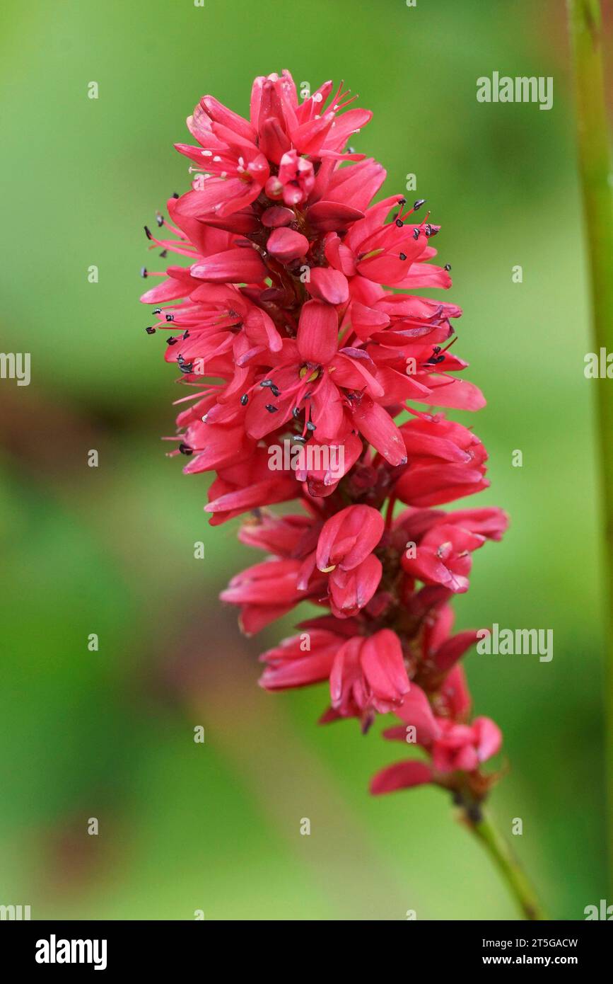 Natural colorful vertical closeup on a flower of the Red bistort plant, Persicaria amplexicaulis Stock Photo