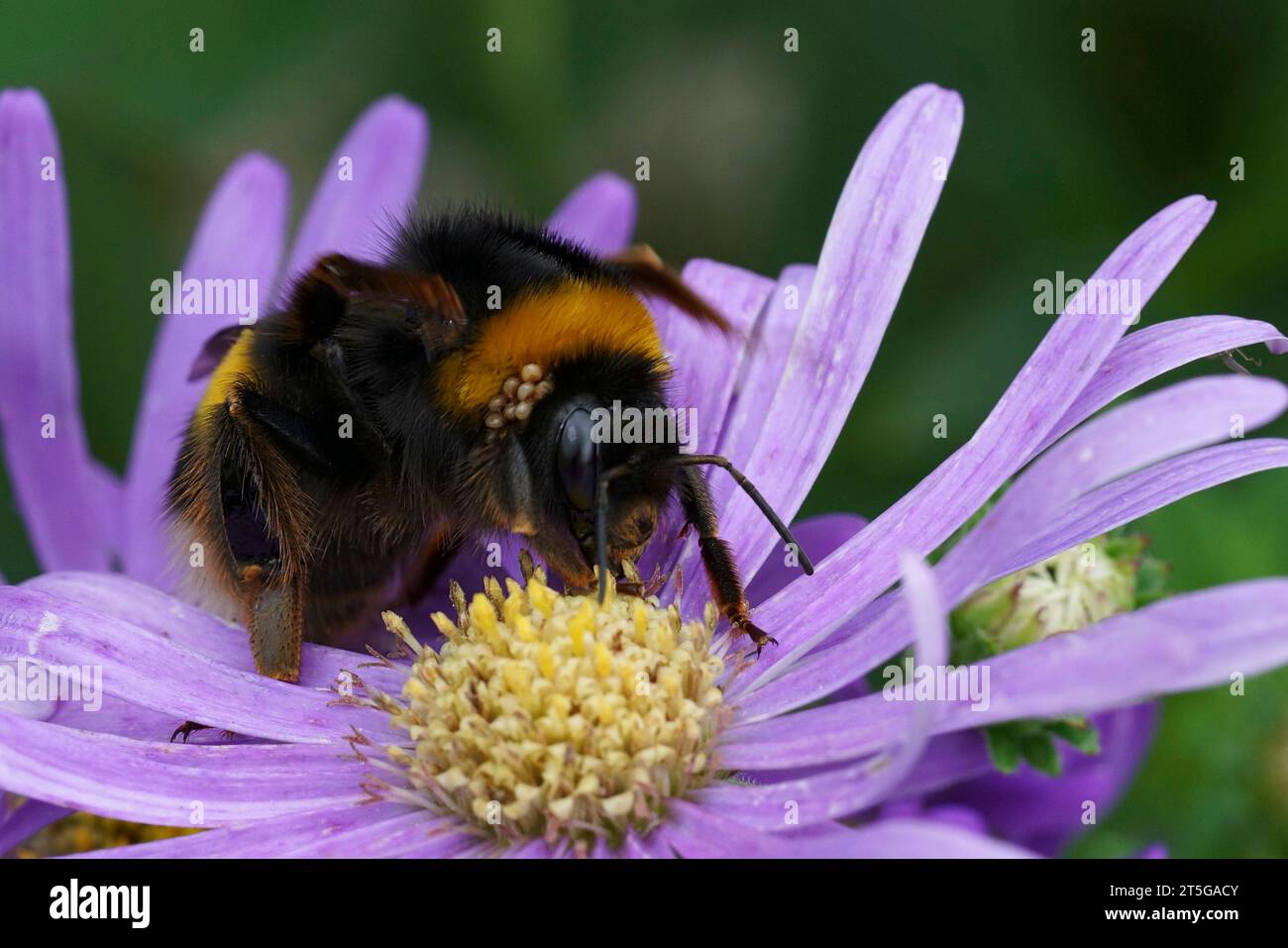 Natural closeup on a queen buff-tailed bumblebee, Bombus terrestris, sitting on blue Aster flower Stock Photo