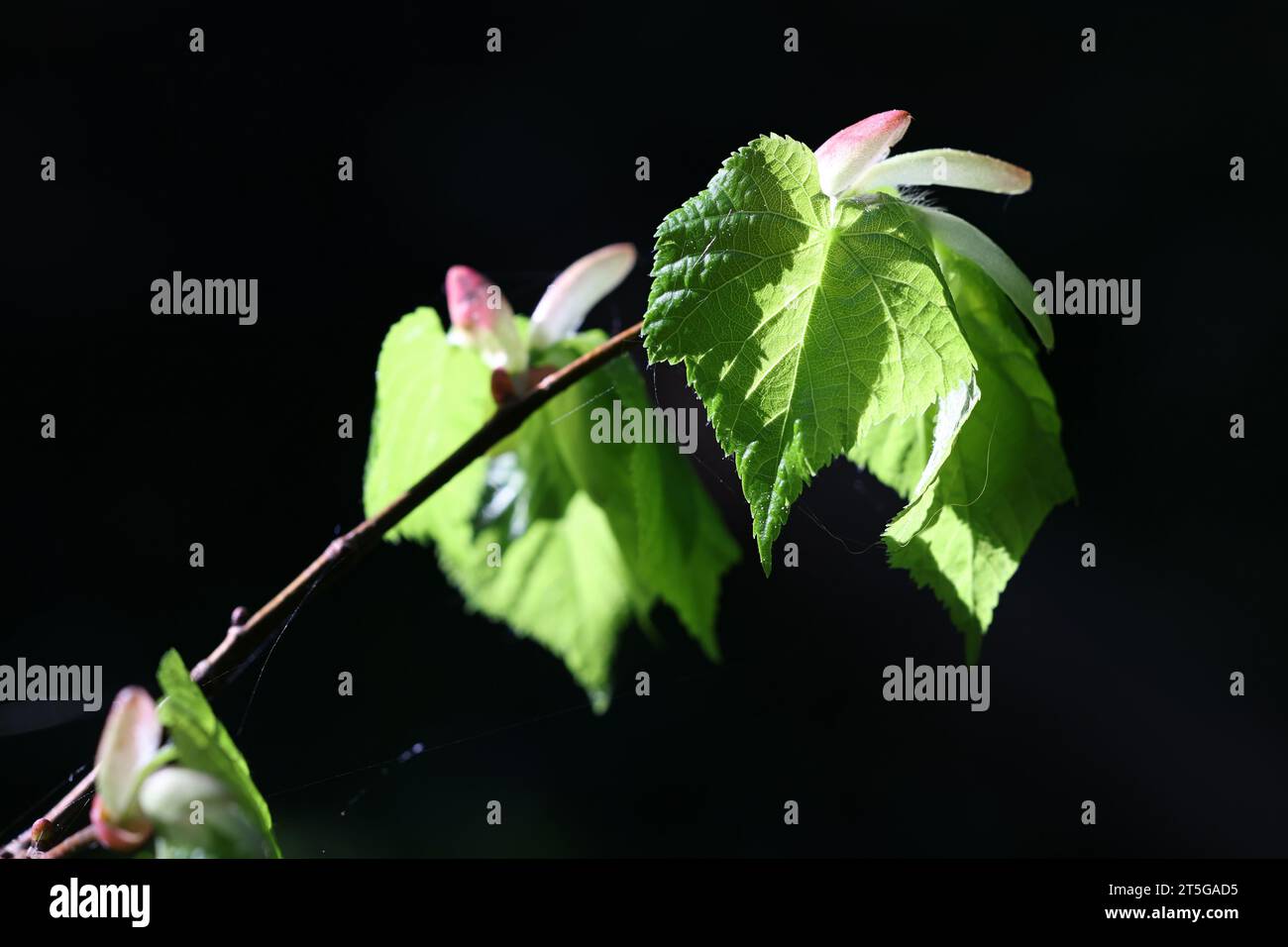 Tilia cordata, known as Small-leaved Lime, Small-leaved Linden or Little-leaf Linden, fresh leaves in spring Stock Photo