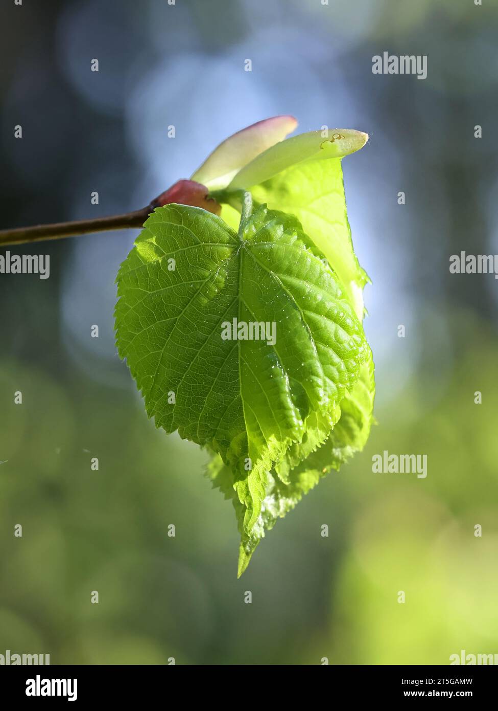 Tilia cordata, known as Small-leaved Lime, Small-leaved Linden or Little-leaf Linden, fresh leaves in spring Stock Photo