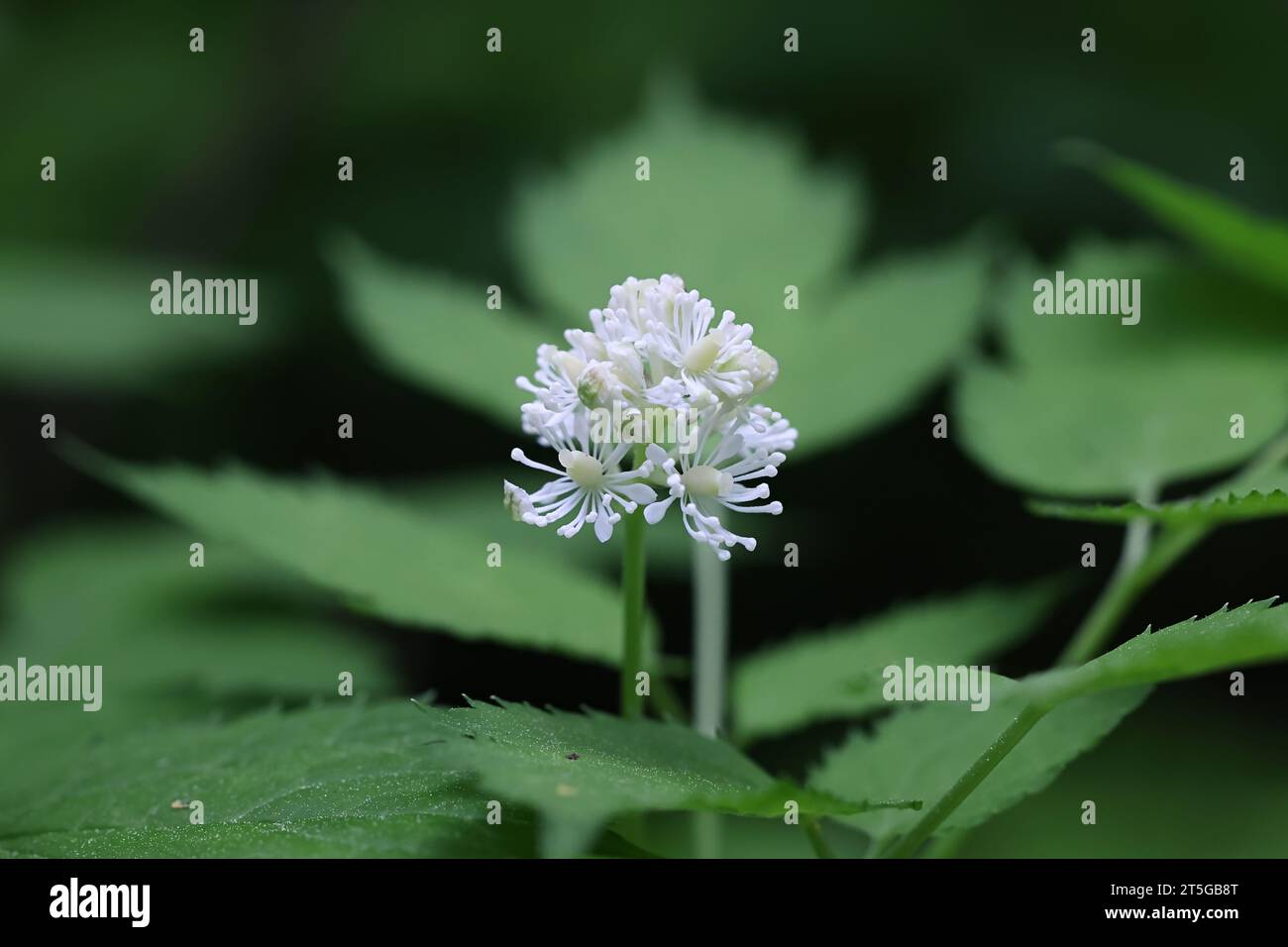 Baneberry, Actaea spicata, also known as Bugbane, Herb christopher or Toadroot, wild poisonous plant from Finland Stock Photo