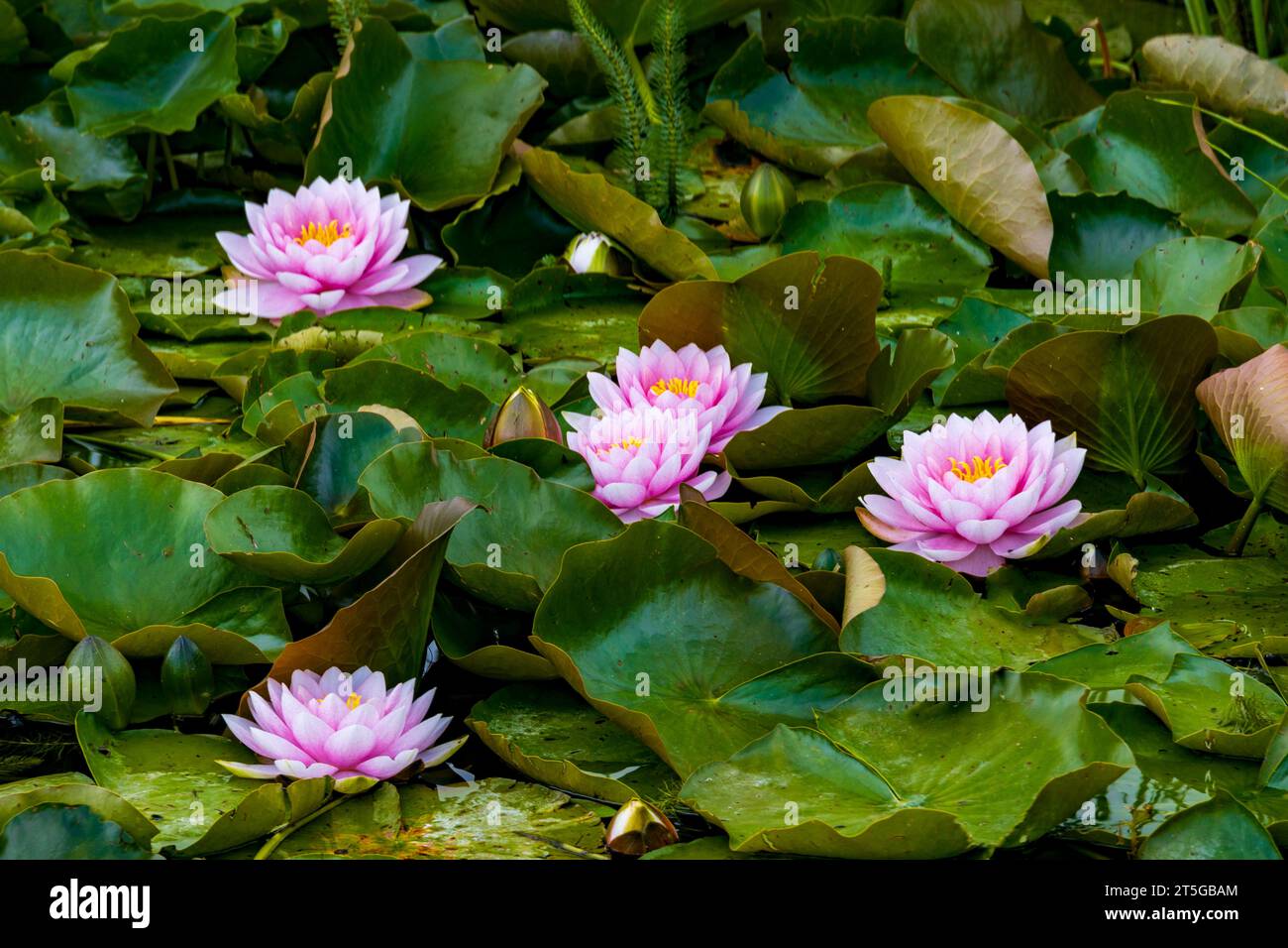 Colourful water lilies in the garden created by renowned Dutch designer Piet Oudolf at the Hauser & Wirth Gallery at Bruton, Somerset, England, UK Stock Photo