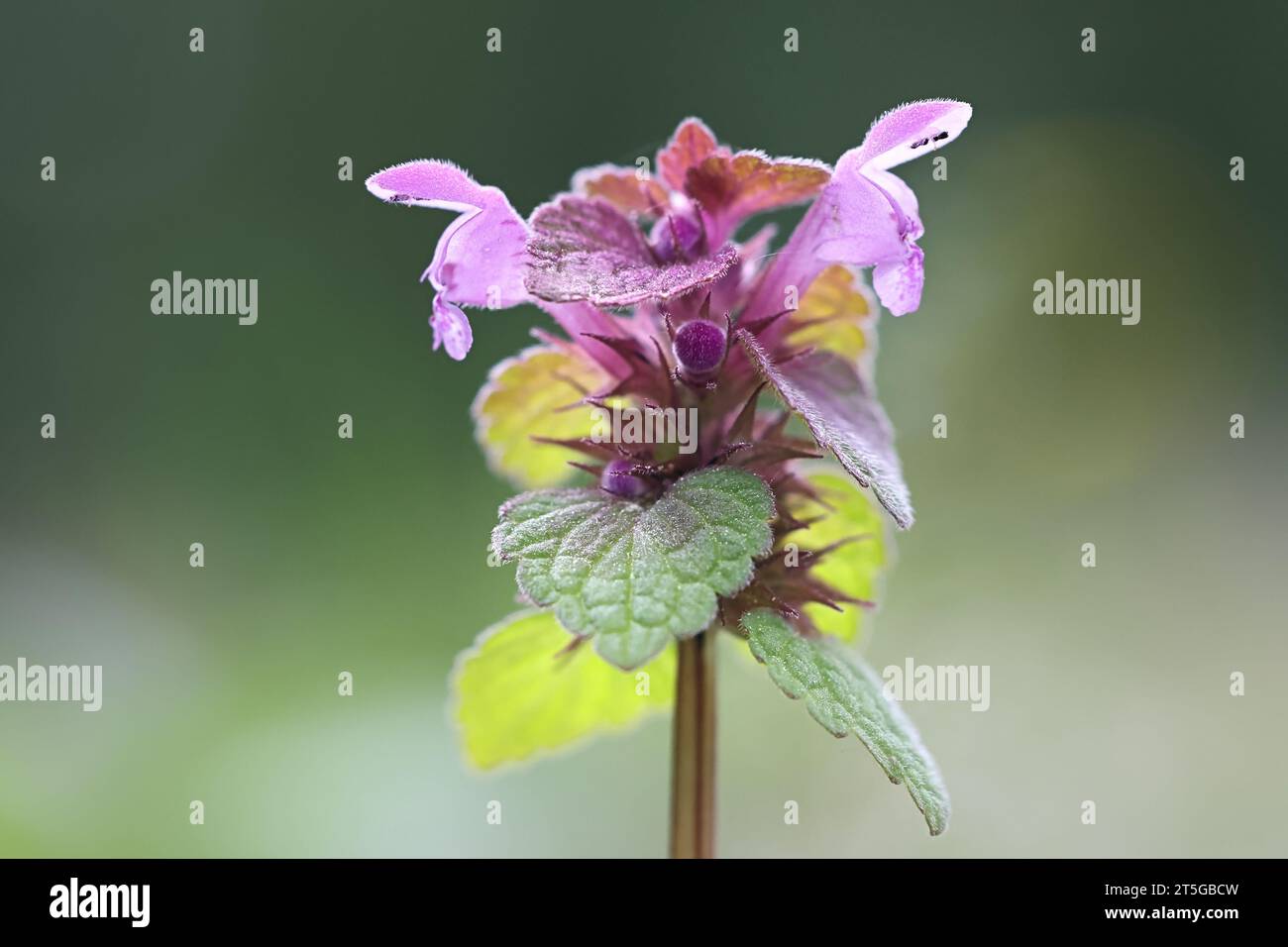 Lamium purpureum, known as red dead-nettle or purple dead-nettle, wild flowering plant from Finland Stock Photo