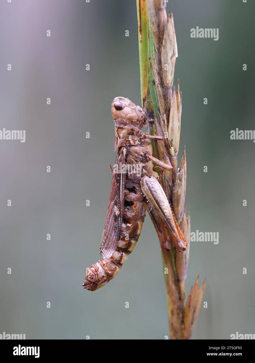 Entomophaga grylli, a fungus infecting grasshoppers, known as summit disease Stock Photo
