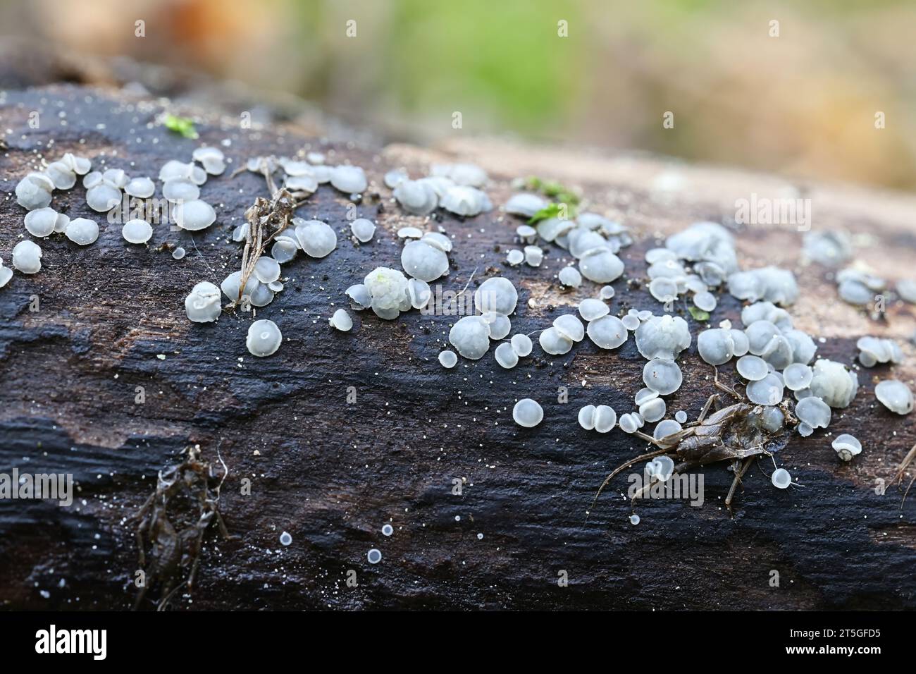 Mollisia ventosa, grey disco fungus growing on wet wood, cup fungus from Finland Stock Photo