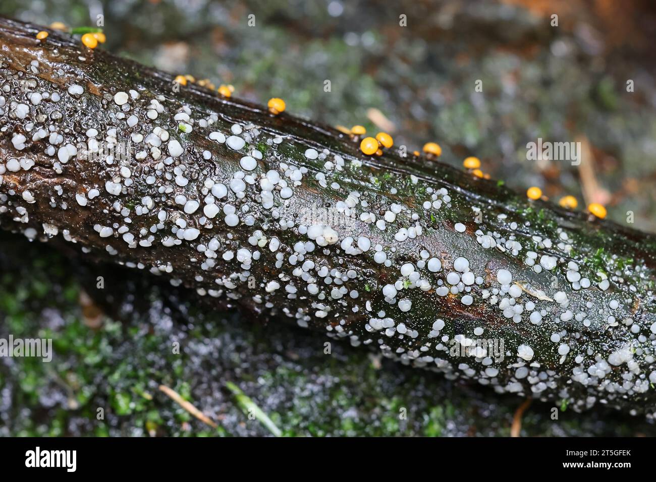 Mollisia ventosa, grey disco fungus growing on wet wood, cup fungus from Finland Stock Photo