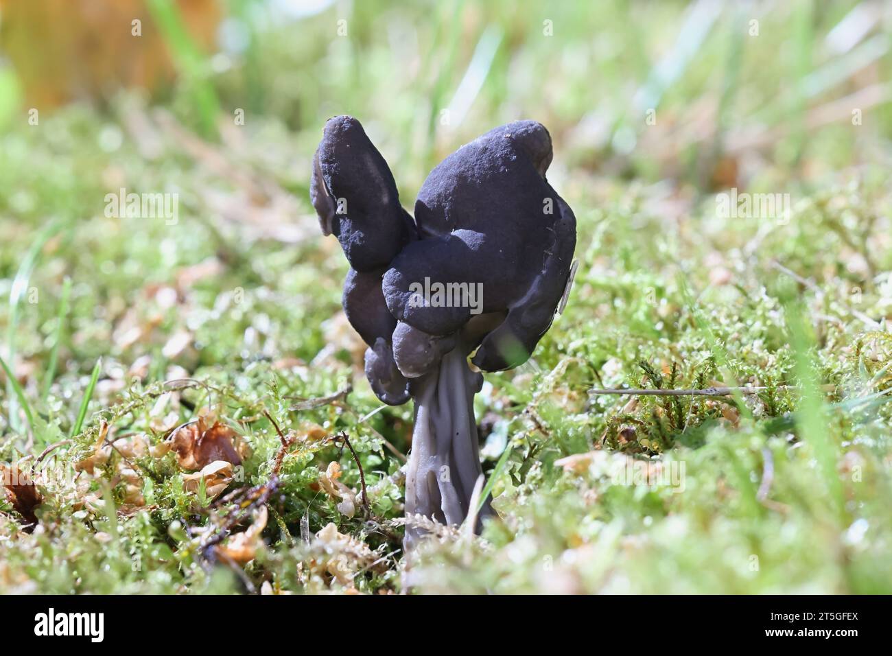 Helvella lacunosa, known as the slate grey saddle or fluted black elfin saddle, wild mushroom from Finland Stock Photo