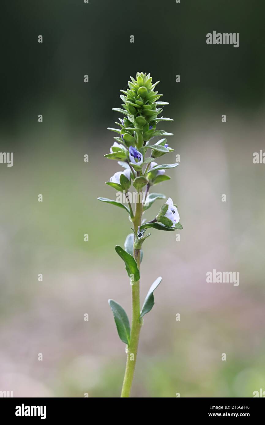 Thymeleaved Speedwell, Veronica serpyllifolia, also known as Thymeleaf