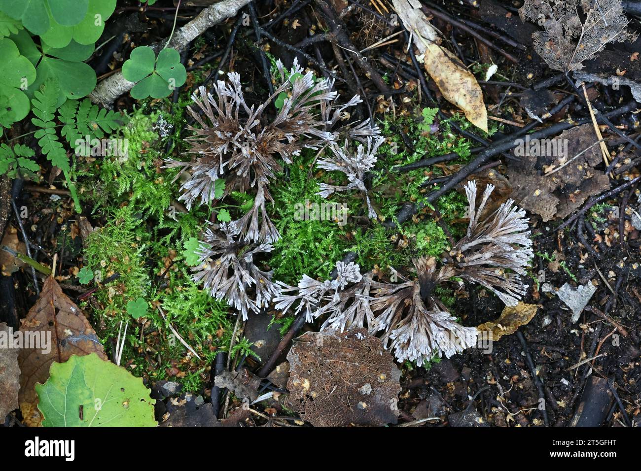 Thelephora penicillata, also called Phylacteria mollissima, commonly known as Urchin earthfan, wild fungus from Finland Stock Photo