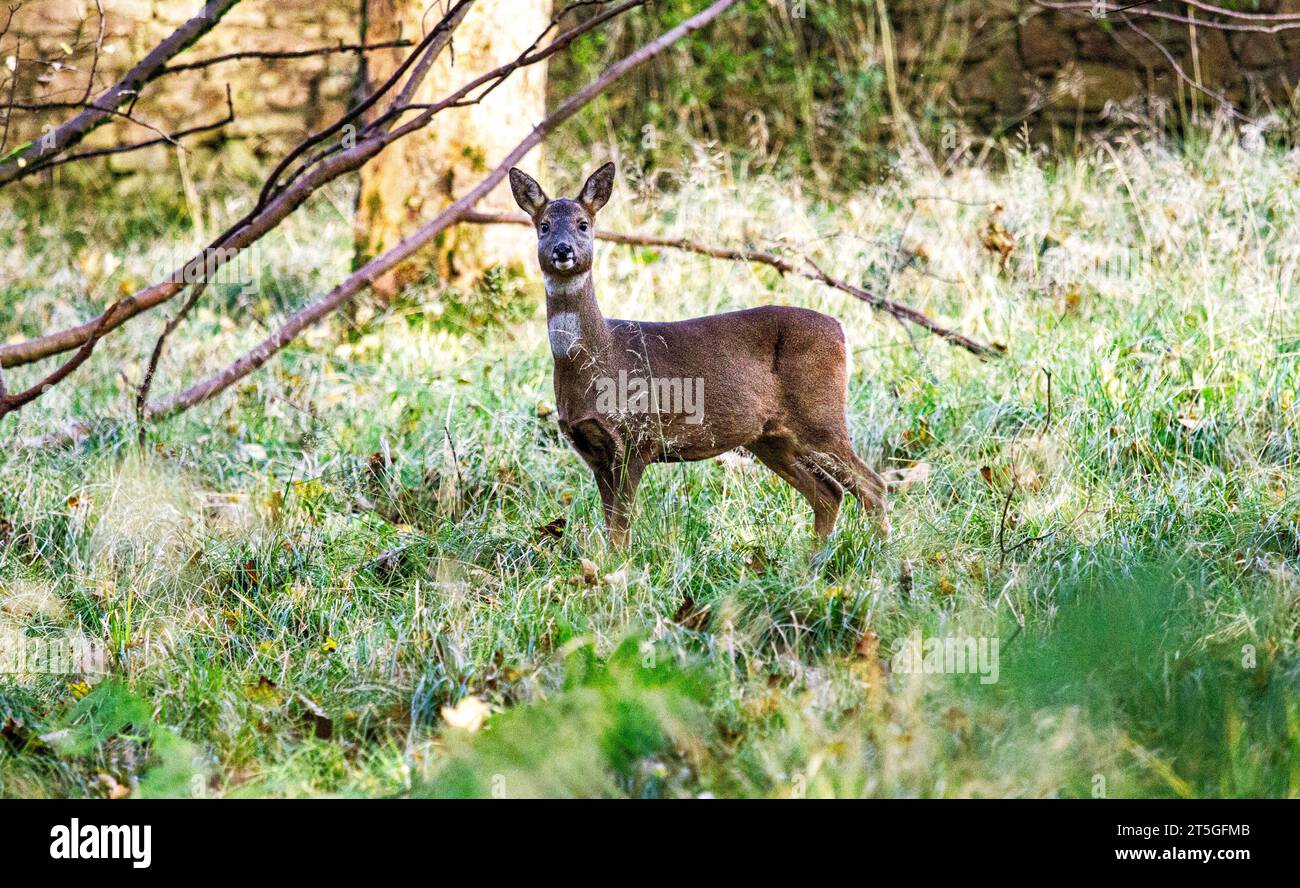 White rump roe deer scotland hi-res stock photography and images - Alamy