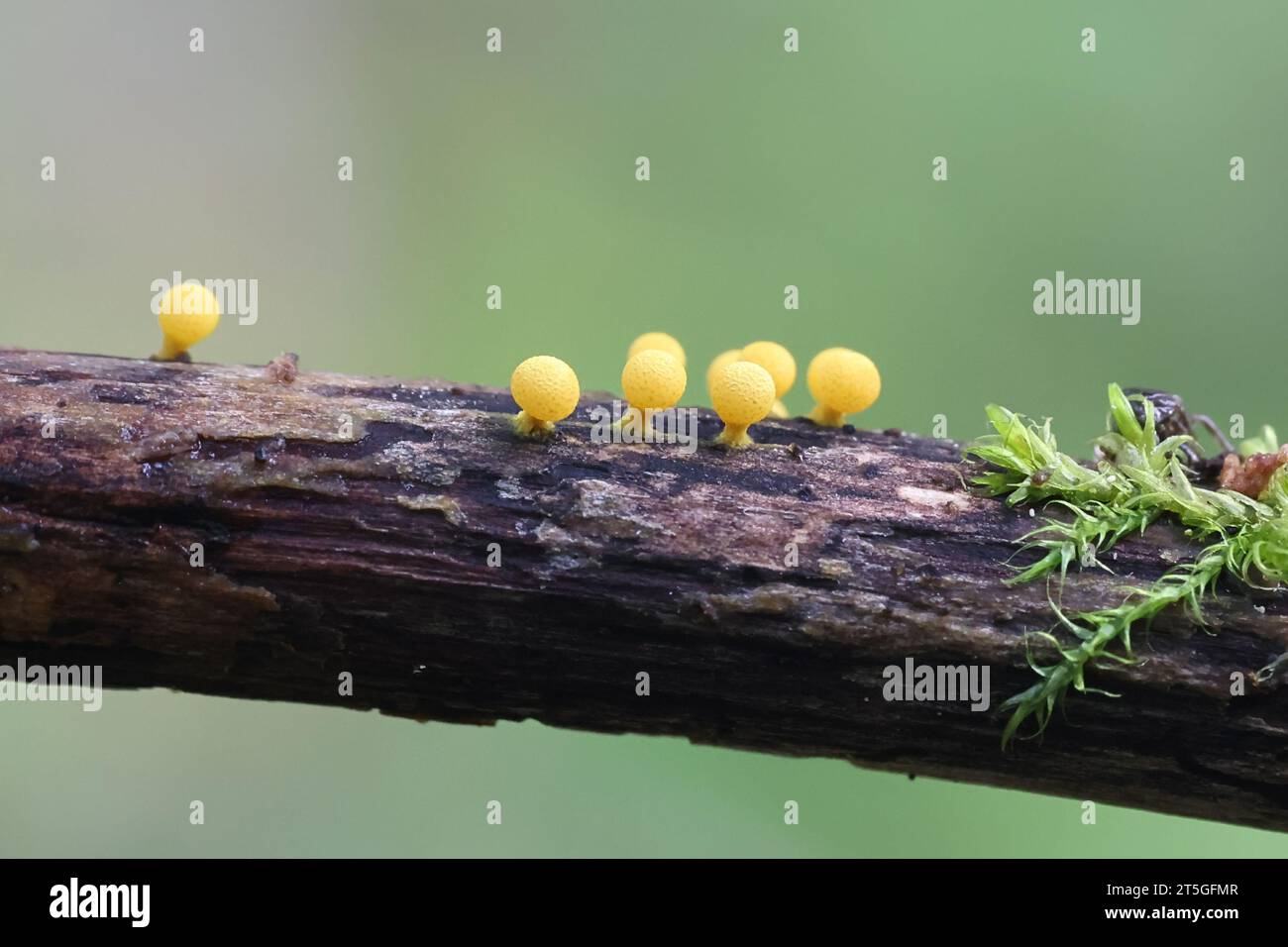 Physarum sulphureum, golden slime mold from Finland, no common English name Stock Photo